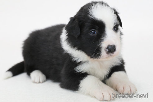 成約済の神奈川県のボーダーコリー-373748の6枚目